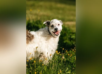 Ruhiges Zuhause für Nancy gesucht