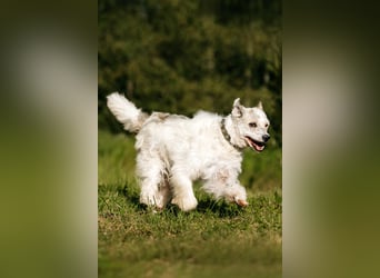 Ruhiges Zuhause für Nancy gesucht