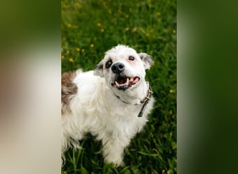 Ruhiges Zuhause für Nancy gesucht