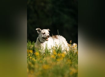 Seelenhündin Nancy sucht ihre Menschen