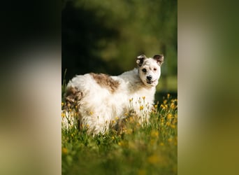 Seelenhündin Nancy sucht ihre Menschen