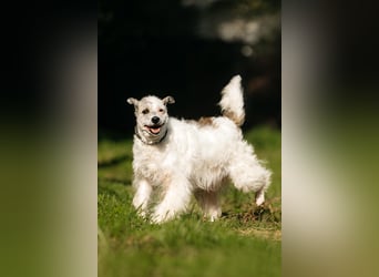 Ruhiges Zuhause für Nancy gesucht