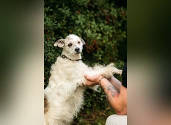 Ruhiges Zuhause für Nancy gesucht
