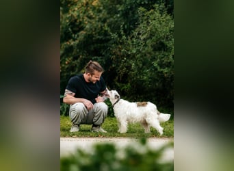 Ruhiges Zuhause für Nancy gesucht