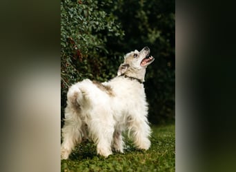 Ruhiges Zuhause für Nancy gesucht