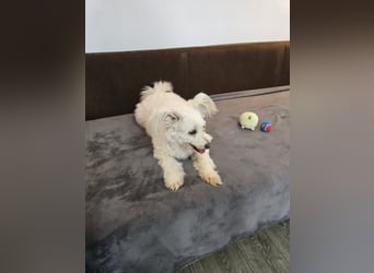 Bella - Herzensbrecherin