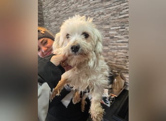 Bella - Herzensbrecherin