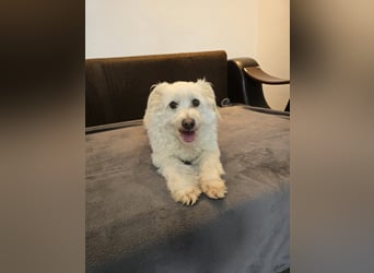 Bella - Herzensbrecherin