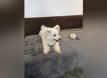 Bella - Herzensbrecherin