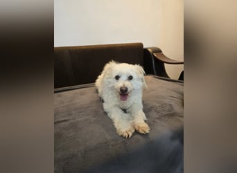 Bella - Herzensbrecherin