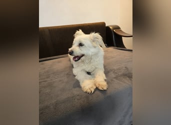 Bella - Herzensbrecherin