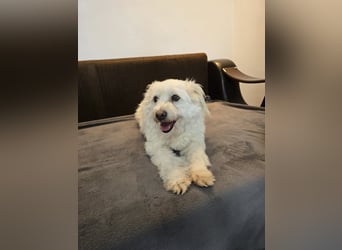 Bella - Herzensbrecherin