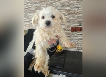 Bella - Herzensbrecherin