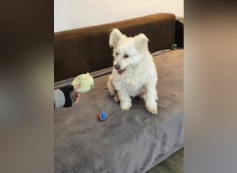 Bella - Herzensbrecherin