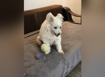 Bella - Herzensbrecherin