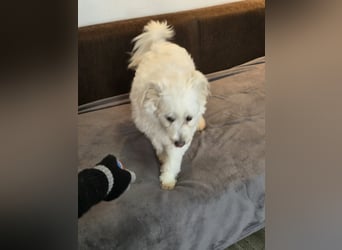 Bella - Herzensbrecherin