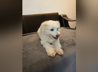 Bella - Herzensbrecherin