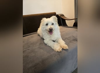 Bella - Herzensbrecherin