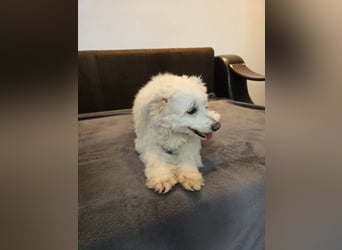 Bella - Herzensbrecherin