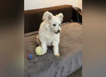 Bella - Herzensbrecherin