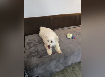 Bella - Herzensbrecherin