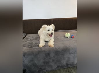 Bella - Herzensbrecherin