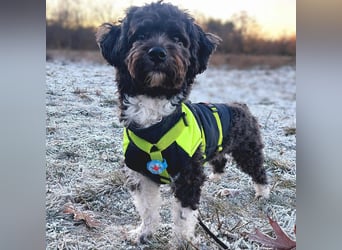 Oskar - ist aufmerksam