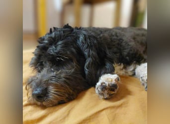 Oskar - ist aufmerksam