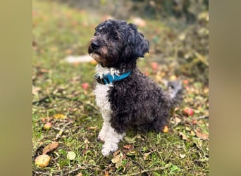 Oskar - ist aufmerksam