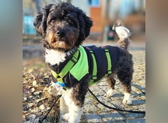 Oskar - ist aufmerksam