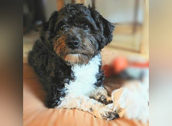 Oskar - ist aufmerksam