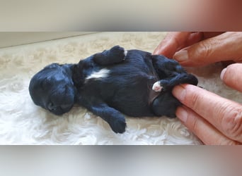 Bolonka Zwetna FCI Welpen