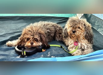 Bolonka Zwetna Mädchen