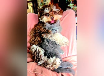 Bolonka Zwetna Mädchen