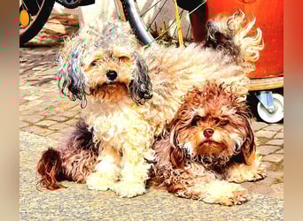 Bolonka Zwetna Mädchen