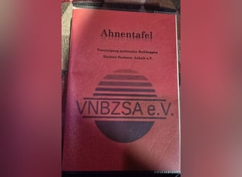 Bolonka Zwetna Mädchen