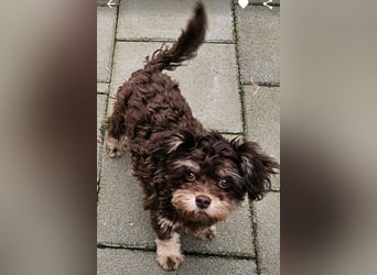 Bolonka Zwetna Mädchen