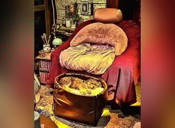 Bolonka Zwetna Mädchen