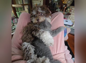 Bolonka Zwetna Mädchen