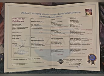 Bolonka Zwetna Mädchen