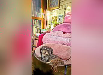 Bolonka Zwetna Mädchen