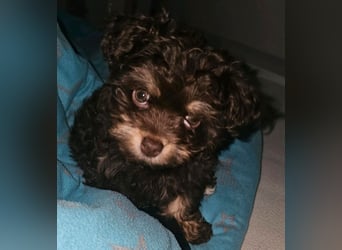 Bolonka Zwetna Mädchen