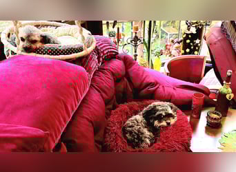 Bolonka Zwetna Mädchen