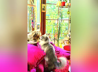 Bolonka Zwetna Mädchen