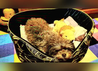 Bolonka Zwetna Mädchen