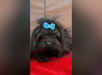 Liebevoller verschmuster Rüde