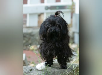 Liebevoller verschmuster Rüde