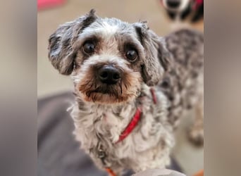 Minki (Minki) - RESERVIERT