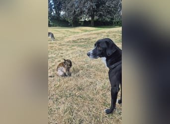 Sanfter Labrador Mix / Borador Max sucht seine Menschen