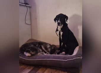 Sanfter Labrador Mix / Borador Max sucht seine Menschen